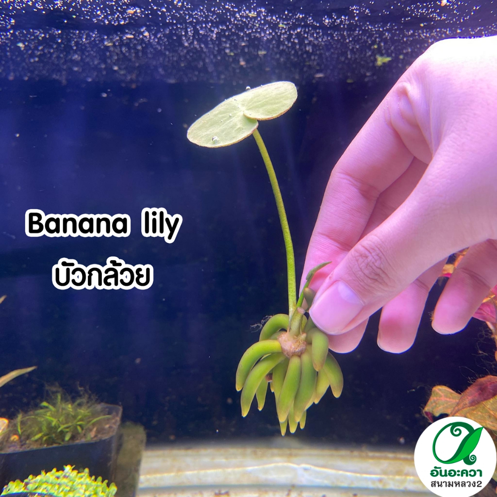 บัวกล้วย Banana lily พืชน้ำ ต้นไม้น้ำพร้อมปลูก