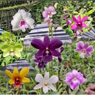 กล้วยไม้หวายเเทงช่อปริ่มติดดอก​ กระถาง​3.5​ นิ้ว​ คละสี