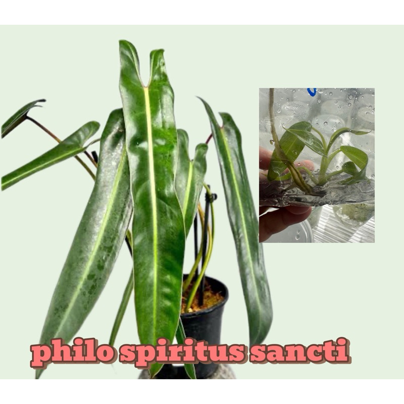 Philodendron Spiritus Sancti  ฟิโลเดนดรอน สปิริทัส-แซงติ ราคา ถูกที่สุด ดีลบีเคเค