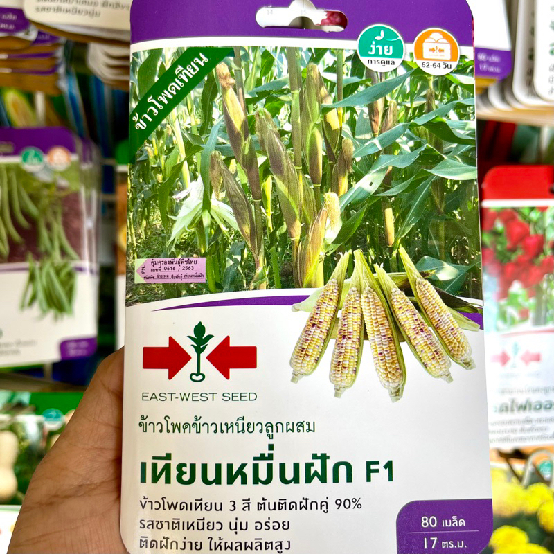 เมล็ดพันธุ์ ข้าวโพด ข้าวโพดเทียนหมื่นฝัก ตราศรแดง F1 ข้าวโพดข้าวเหนียวลูกผสม ข้าวโพดเทียน3สี เหนียวนุ่ม อร่อย ผลผลิตสูง