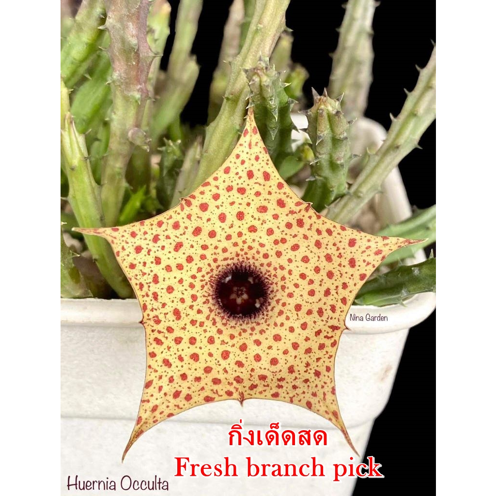เก๋งจีน Huernia Occulta *กิ่งเด็ดสด* แคคตัส ไม้อวบน้ำ Cactus and Succulent