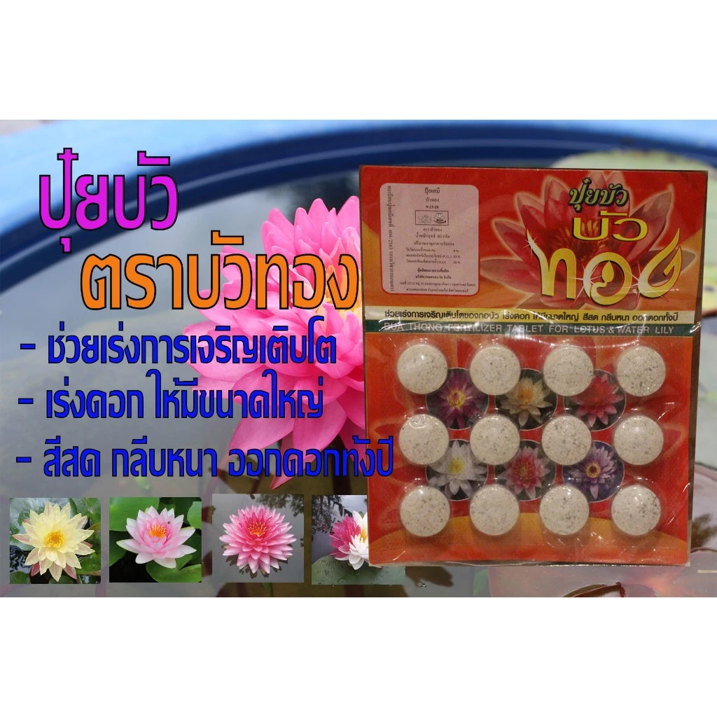 ปุ๋ยบัว ตราบัวทอง ช่วยเร่งการเจริญเติบโตของกอบัว เร่งดอก ให้มีขนาดใหญ่ สีสด กลีบหนา ออกดอกทั้งปี