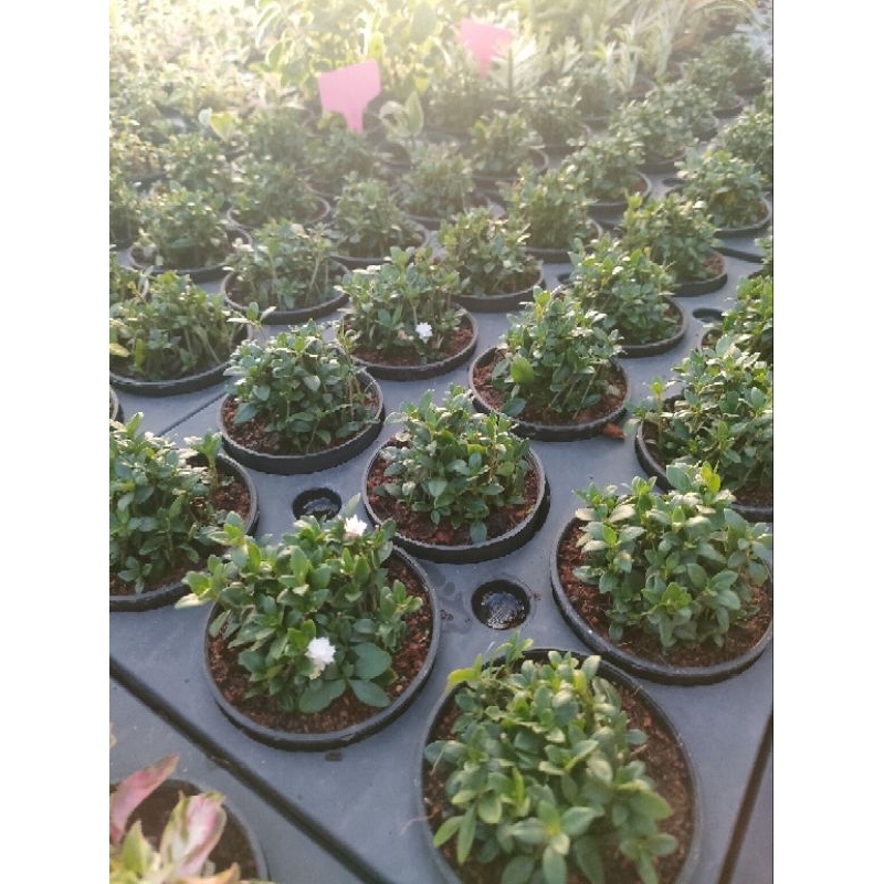 ซากุระแคระ ดอกซ้อน ข้าวตอกพระร่วง ดอกแน่น สีขาว น่ารัก  ไม้มงคล - รูปที่ 3