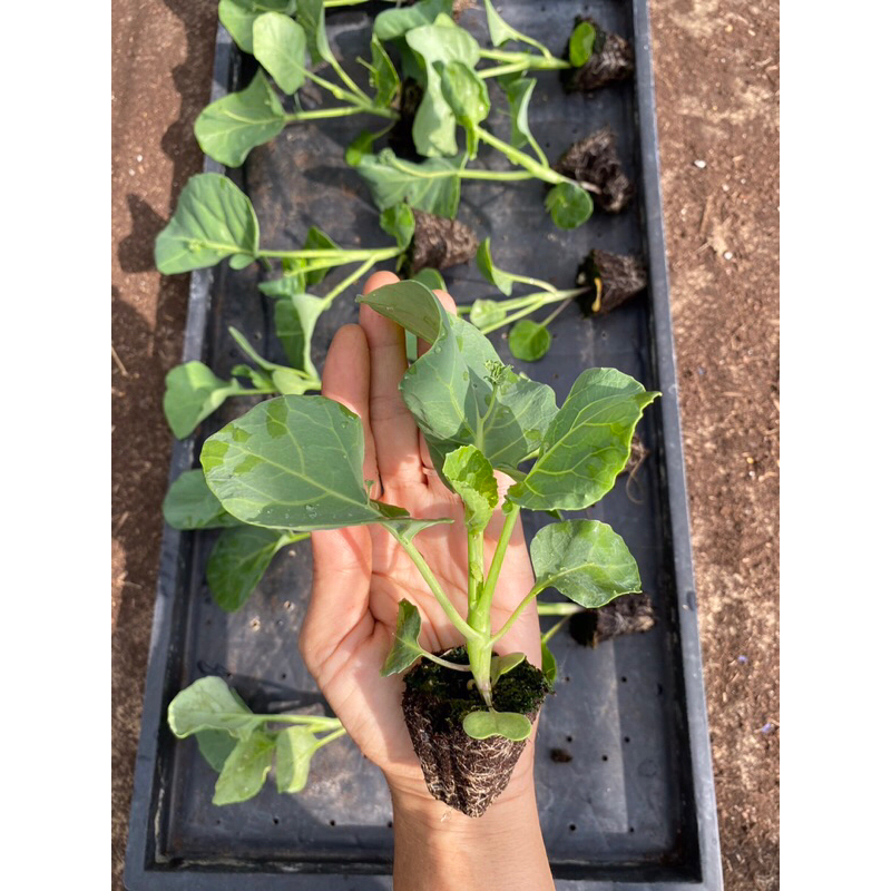 ต้นกล้าคะน้าเห็ดหอม (ชุดละ 10ต้น=50 บาท) Kale mushroom baby plant pack 10 #ปลูกง่าย โตวัย อายุกล้า25วัน++