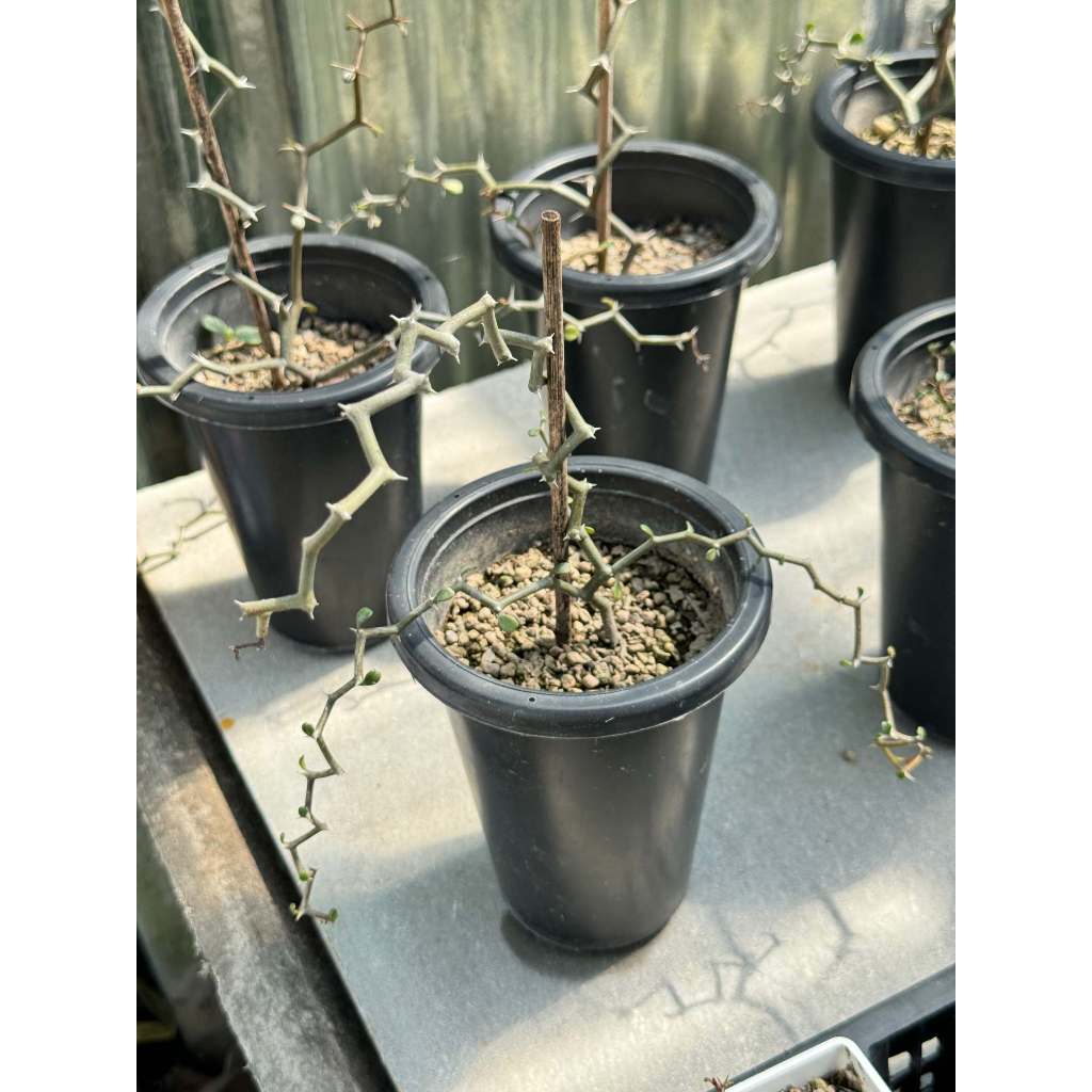 มุมมอง 4