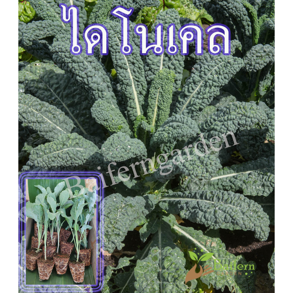 ต้นกล้าไดโนเคล รากแน่นต้นแข็งแรง สินค้าพร้อมส่ง