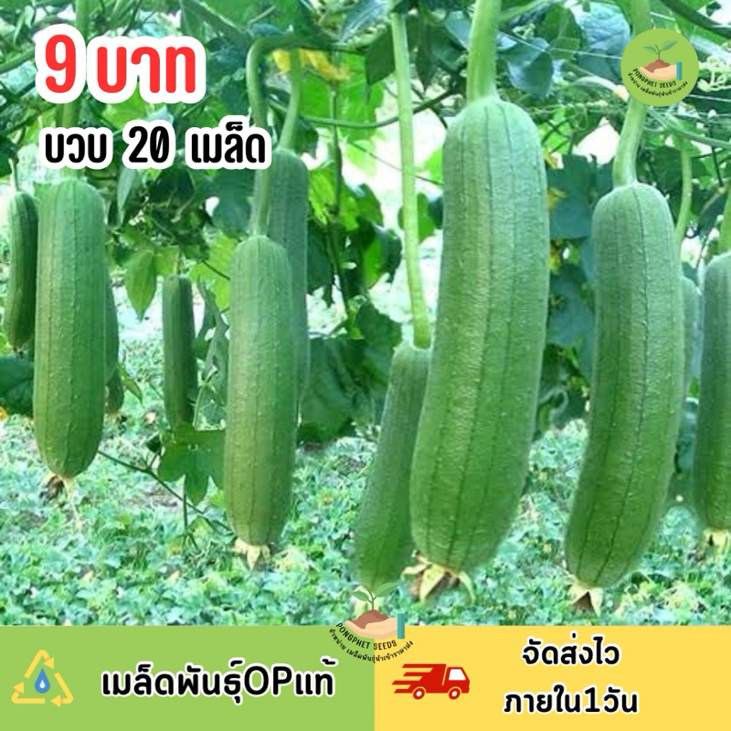 ถูกสุดคุ้ม เมล็ดบวบหอม20 เมล็ด