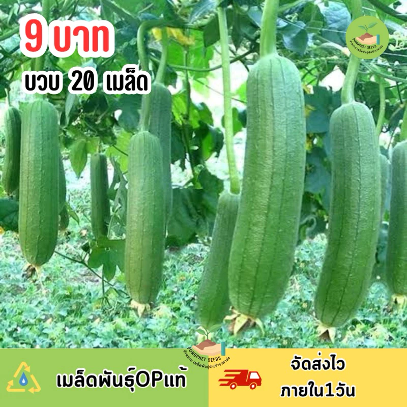 ถูกสุดคุ้ม เมล็ดบวบหอม20 เมล็ด
