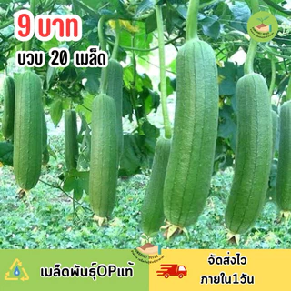 ถูกสุดคุ้ม เมล็ดบวบหอม20 เมล็ด
