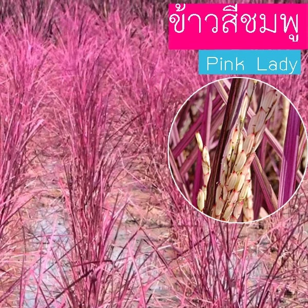 ข้าวสีชมพู🎈ส่งด่วน🎈10แถม1!!🎯ถูกที่สุด10บ.🎯เมล็ดพันธุ์ข้าวสีชมพู 10 เมล็ด🌱ปลูกง่าย🌱สีสวย🌱ทานอร่อย
