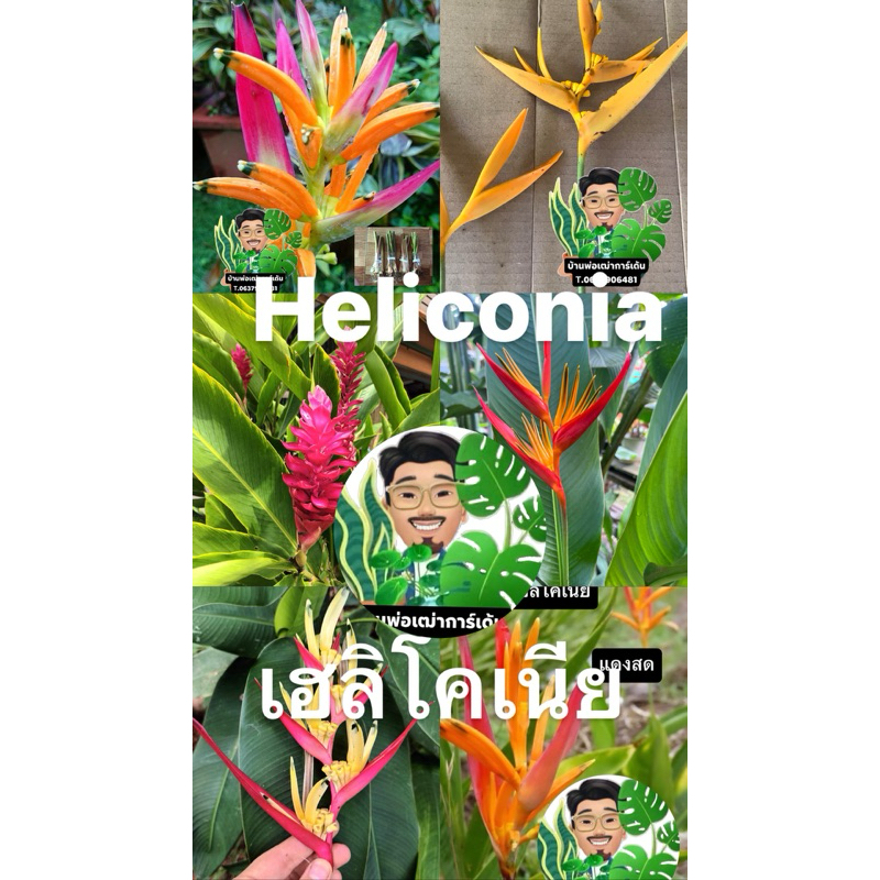 เฮลิโคเนียหลากหลายชนิด 🌼🌺(ส่งแบบเหง้าตัดใบ)จัดสวนบาหลี