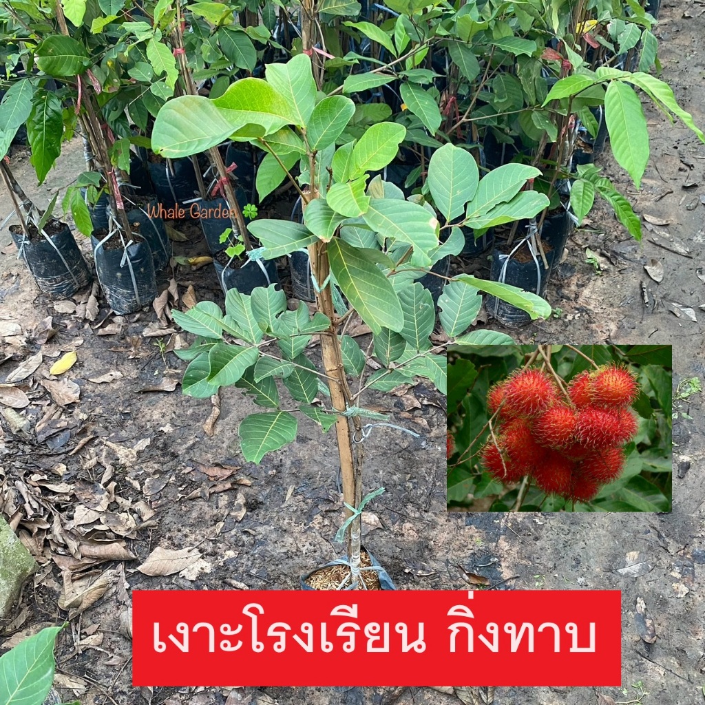 ต้นเงาะ เงาะโรงเรียน (Rambutan) ทาบกิ่ง สูง 90-100เซน ให้ผลเร็ว 1ปีเริ่มติดดอก ต้นเตี้ย ผลดก (รับประกันสินค้า)