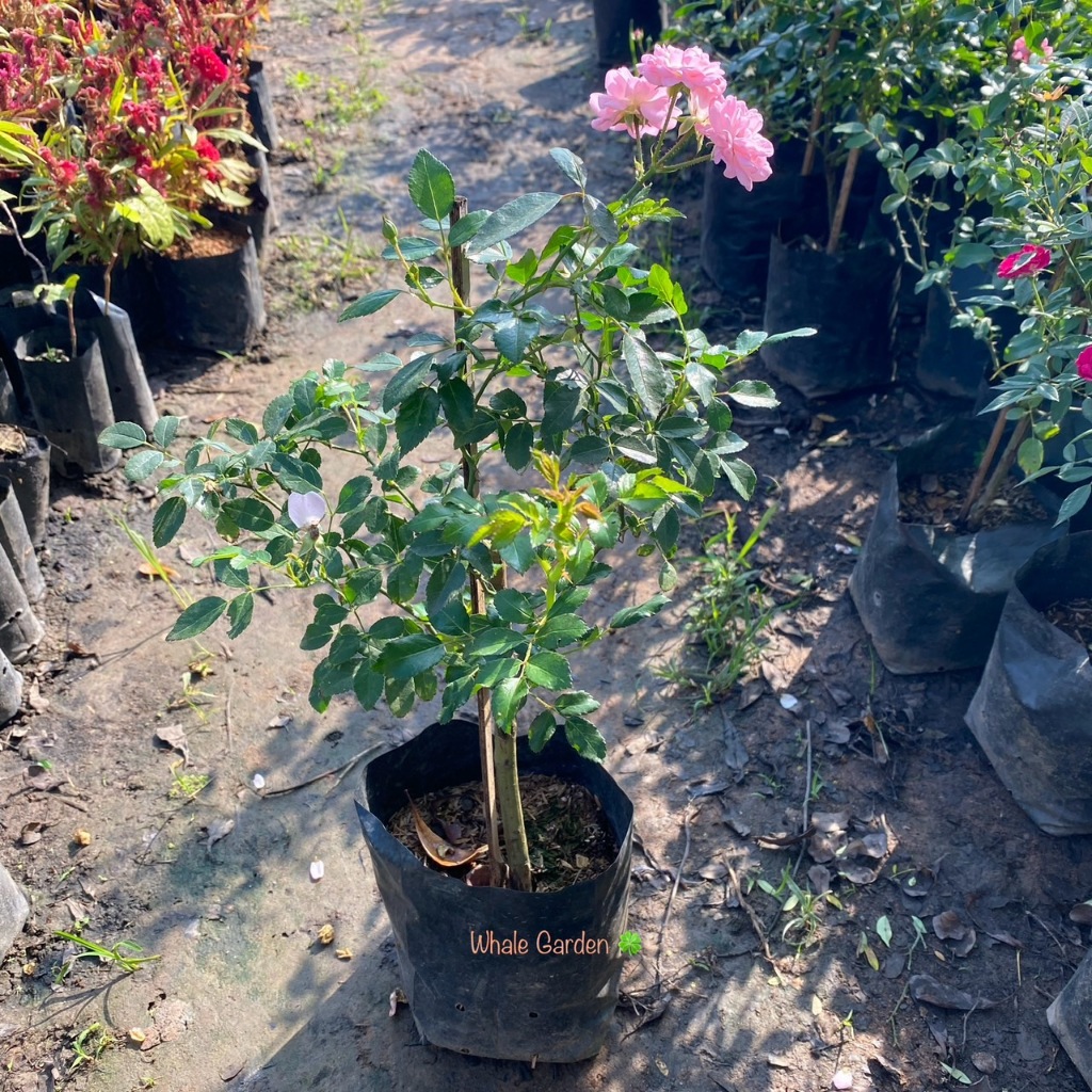 ต้นกุหลาบ กุหลาบมอญ (Damask rose) กิ่งปักชำ พร้อมติดดอก **ถ่ายจากสินค้าจริง (รับประกัน ส่งใหม่ฟรี หากสินค้าเเสียหาย!!)