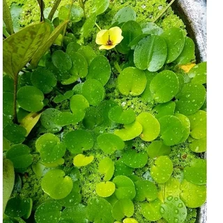 🍋บัวบ๊อบบี้🍋ดอกสีเหลืองน่ารัก🍋ออกดอกตลอดปี🍋4เเถม1🍋