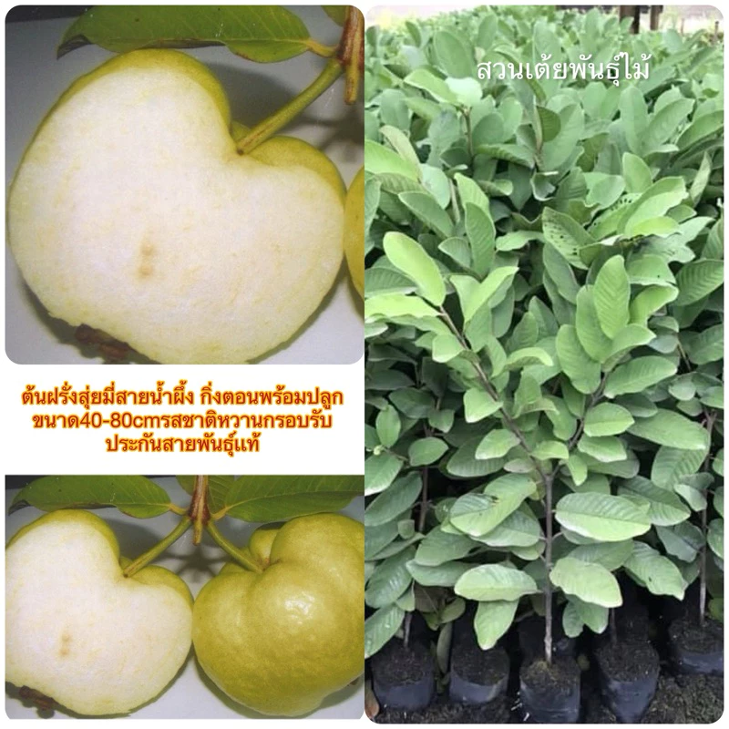 ต้นฝรั่งสุ่ยมี่สายน้ำผึ้ง กิ่งตอนพร้อมปลูกขนาด40-80cmรสชาติหวานกรอบ 8เดือนออกลูก