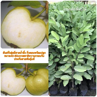 ต้นฝรั่งสุ่ยมี่สายน้ำผึ้ง กิ่งตอนพร้อมปลูกขนาด40-80cmรสชาติหวานกรอบ 8เดือนออกลูก