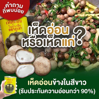 พร้อมส่ง เห็ดเผาะ เห็ดถอบ เห็ดถอบกระป๋อง เห็บถอบในน้ำเกลือตราภูเขา คัดอ่อนพิเศษ ขนาด 500 กรัม