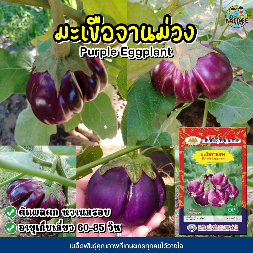 เมล็ดมะเขือจานม่วง Purple Eggplant ตราภูเขาทอง เมล็ดพันธุ์ผัก เมล็ดมะเขือ เมล็ดพันธุ์มะเขือ เมล็ดผักสวนครัว