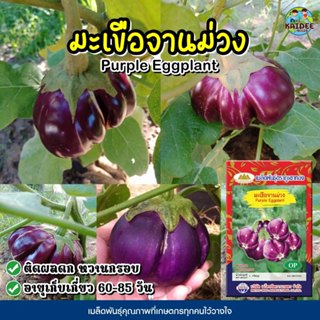 เมล็ดมะเขือจานม่วง Purple Eggplant ตราภูเขาทอง เมล็ดพันธุ์ผั…