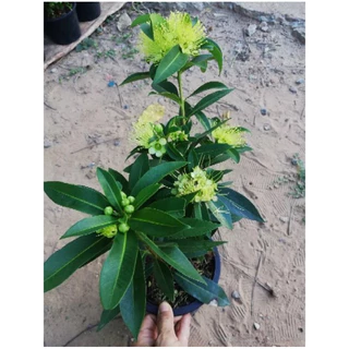 รักแรกพบสีเหลือง จัดส่งพร้อมกระถาง 6 นิ้ว เป็นไม้พุ่ม พรรณไม้ความหมายดี ออกได้ทั้งปีให้ดอกสวยงามตลอดทั้งปี กลิ่นหอมเย็น