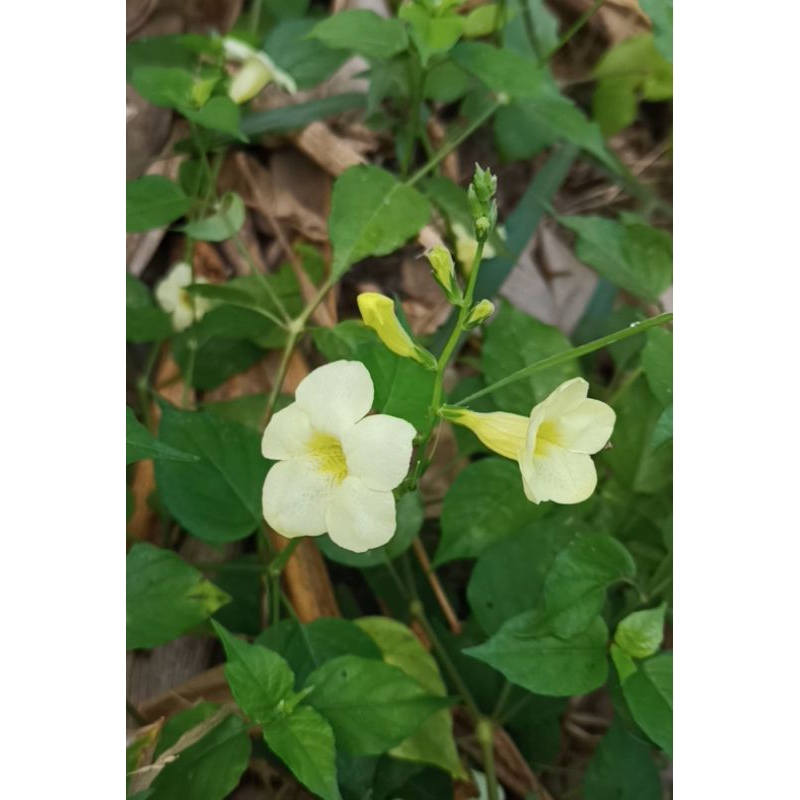 กิ่งพันธุ์ ตำลึงหวาน เบญจรง5สี ย่าหยา บุษบาริมทาง ชุดละ30กิ่งคละสี4สี อ่อมแซบ