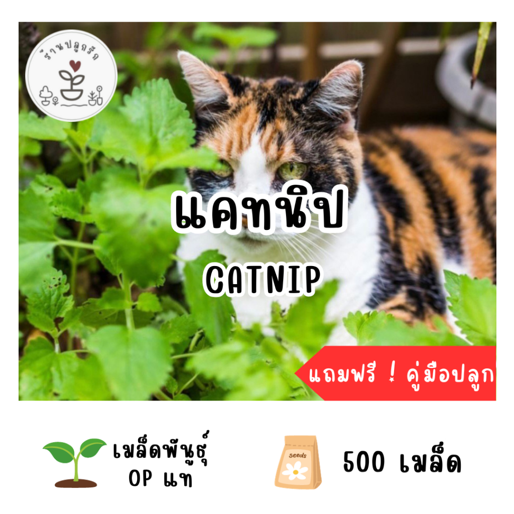 LXG : เมล็ดพันธุ์ แคทนิป (Catnip) 500 เมล็ด ปลูกง่าย โตเร็ว เมล็ดแท้ อัตราการงอกสูง