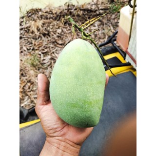 มะม่วงมันเดือนเก้า 2กิโล,/2000กรัม เป็นมะม่วงดิบเปรี้ยวนะครั…