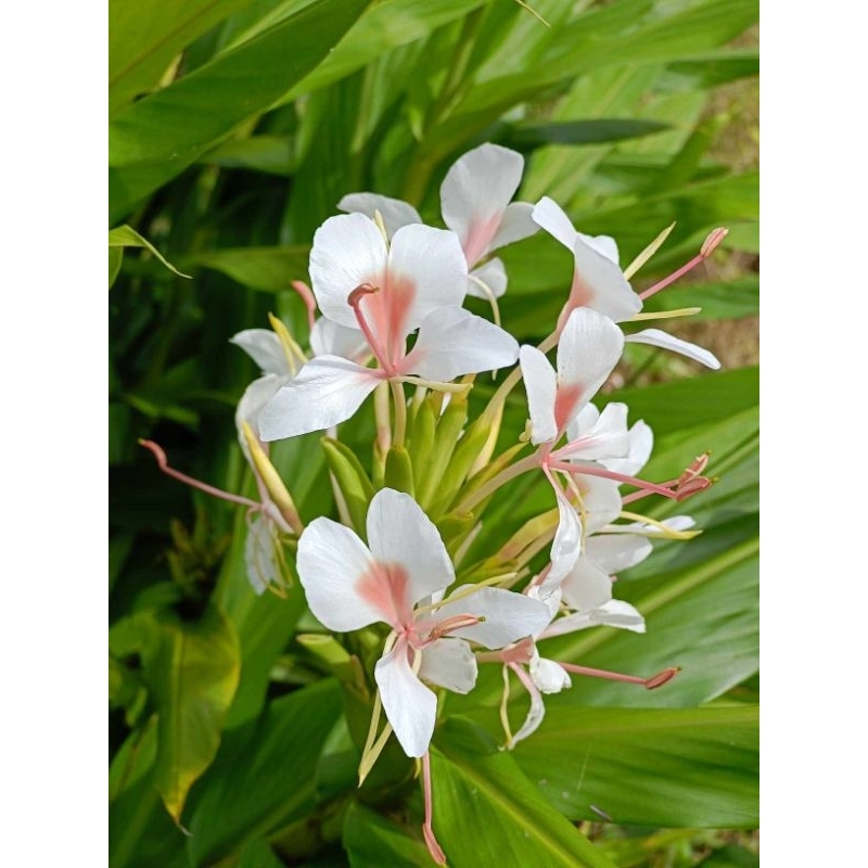 ว่านมหาหงส์   ต้นสะเลเตทุกสีส่งเป็นต้นนะคะ / butterfly lily /  999garden