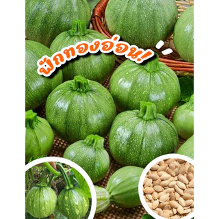 เมล็ดพันธุ์ฟักทองอ่อน ซองละ 20 เมล็ด