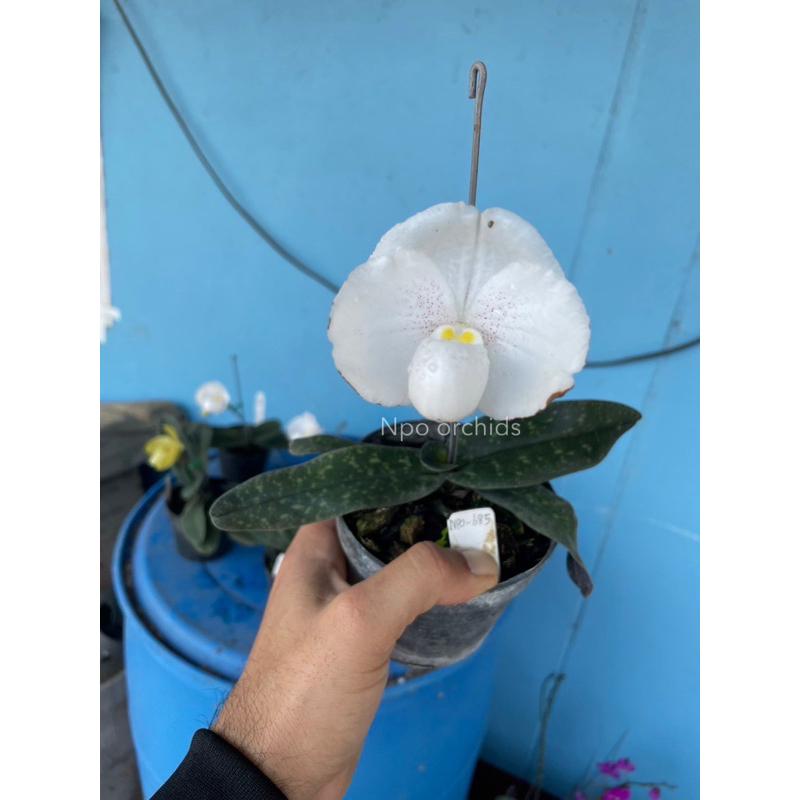 รองเท้านารี ขาวสตูล (Paphiopedilum niveum)
