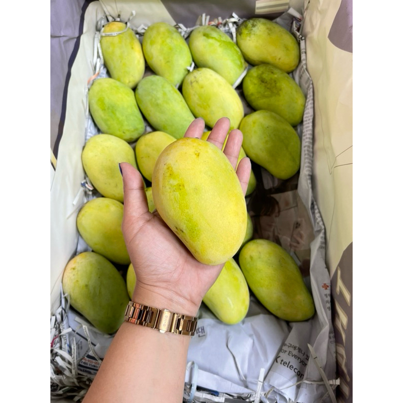 มะม่วงอกร่องโบราณ เบอร์ใหญ่ ดำเนิน-บ้านแพ้ว-จากสวนอร่ามรัตน์