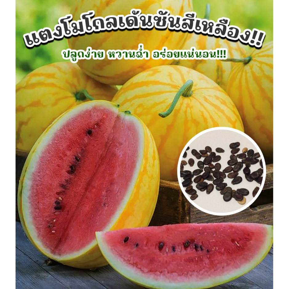 เมล็ดพันธุ์แตงโมโกลเด้นซัน สีเหลือง ซองละ 50 เมล็ด
