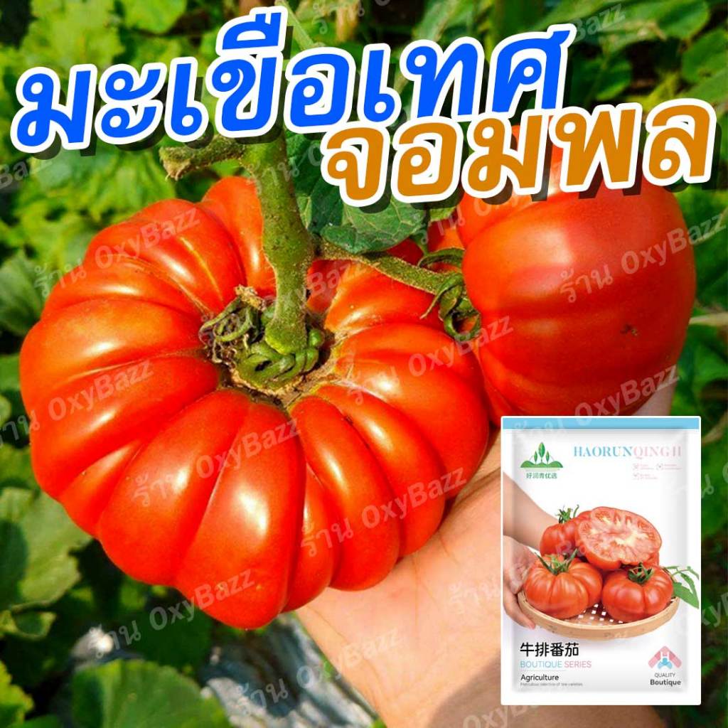 เมล็ดพันธุ์มะเขือเทศจอมพล 100เมล็ด ลูกใหญ่ มะเขือเทศจอมพล เมล็ดมะเขือเทศจอมพล