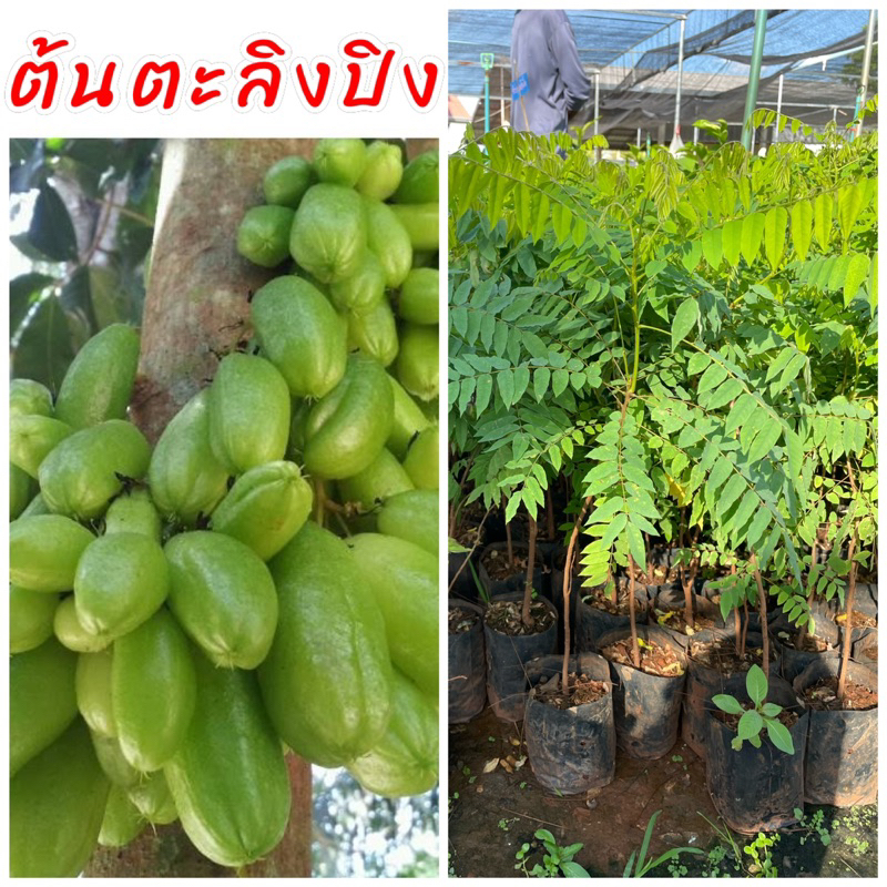 ต้นตะลิงปิง เพาะเมล็ด รสชาติเปรี้ยวจี๊ด ต้นพันธุ์แข็งแรงพร้อมปลูกปลูกง่ายดูแลง่าย