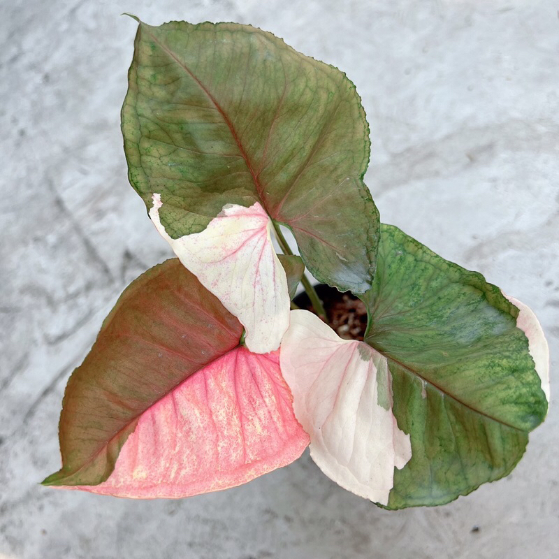 Syngonium strawberry ice ด่างสวยเทพ สีสดแข็งแรง