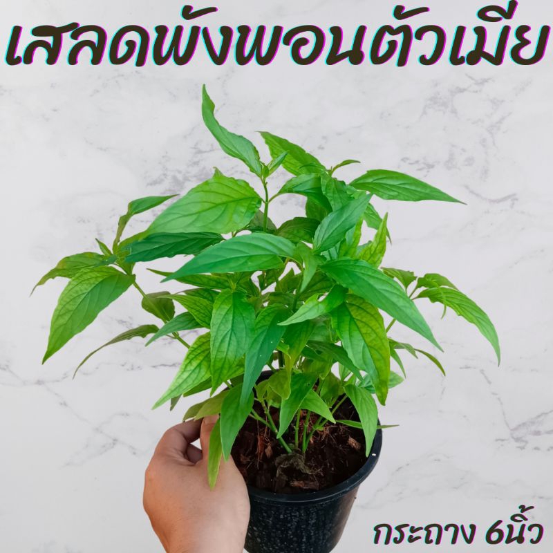 ต้นเสลดพังพอนตัวเมีย กระถาง6นิ้ว
