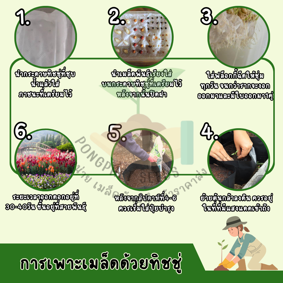 พิเศษ 9 บาท เมล็ดพันธุ์ ทานตะวันหน้าดำบรรจุ 10 เมล็ด - รูปที่ 4