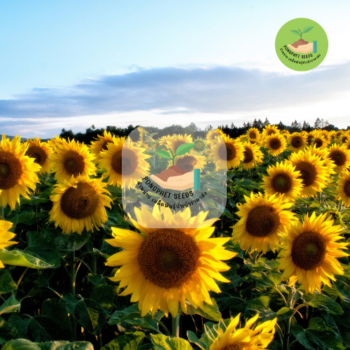 รูปภาพ 4