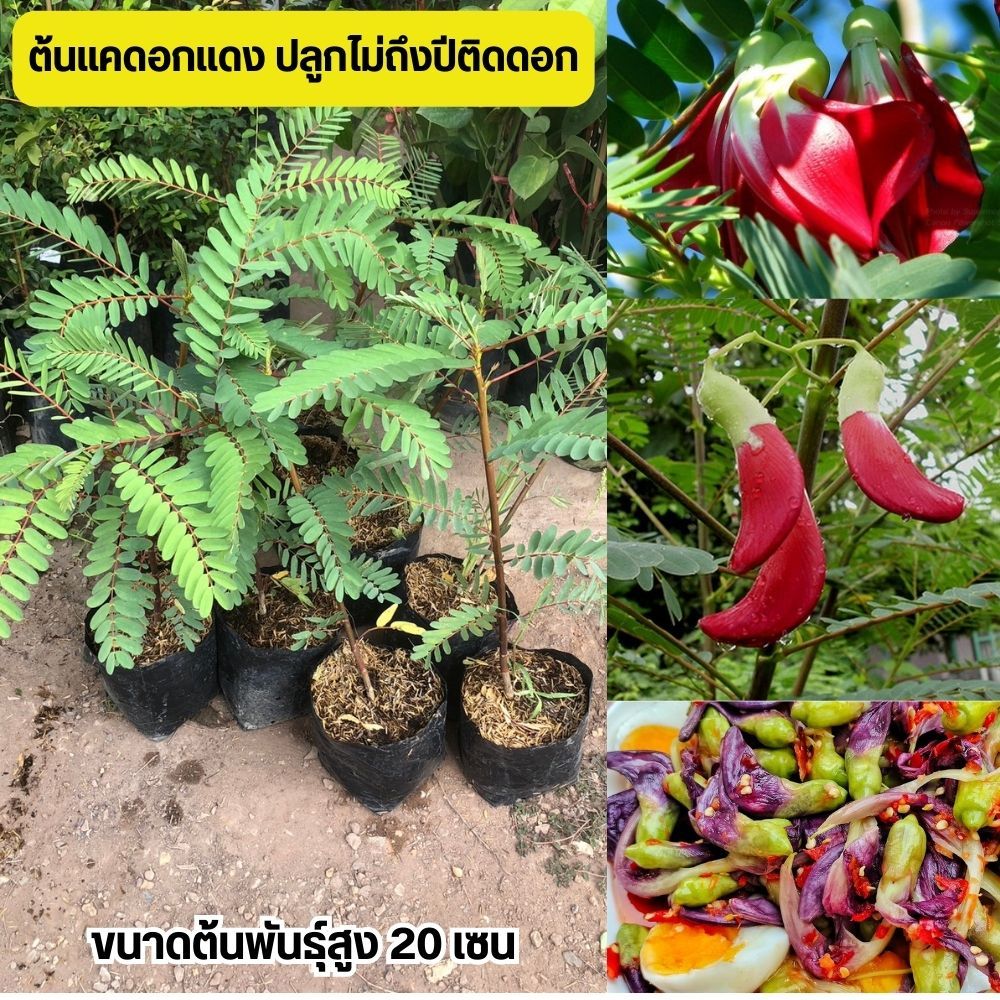 (2ต้น)“ต้นแคแดง” ปลูกได้กับทุกสภาพดิน ขนาดต้นสูง20เซน