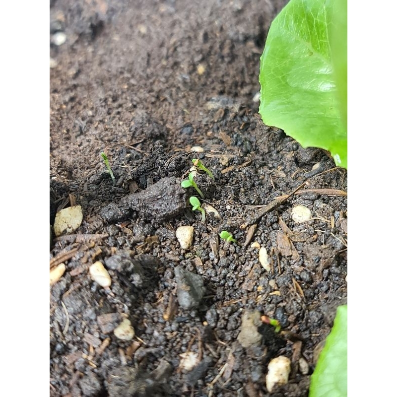 เมล็ดโคลเวอร์ไวท์ดัช ออร์แกนิค [1,500--15,000 เมล็ด] Organic White Dutch Clover [1,500--15,000 seeds]