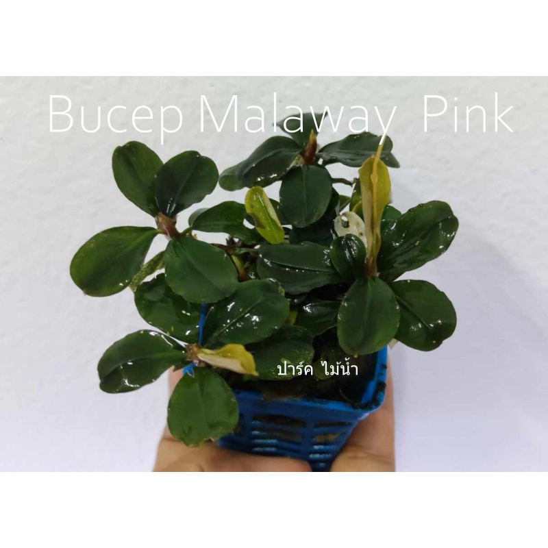 Bucep Malaway  Pink บูเซปมาลาเวย์พิงค์ ร้านปาร์ค ไม้น้ำ พร้อมส่ง