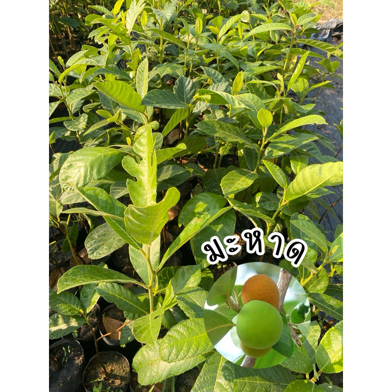 ต้นมะหาดสูง20-40ซม.ขึ้นไป สั่งขั้นต่ำ3ต้นคละต้นอื่นได้