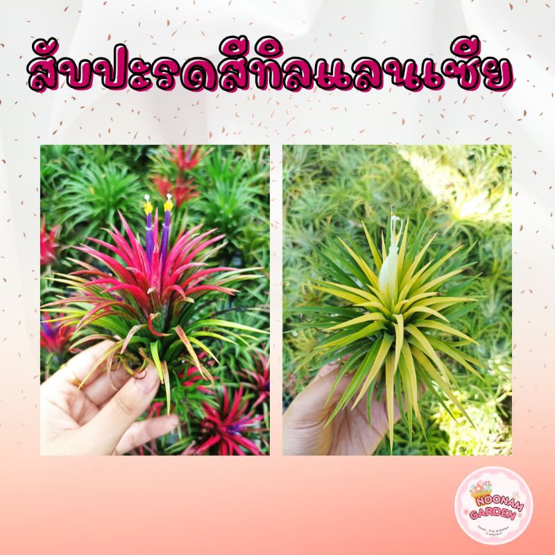 สับปะรดสี ทิลแลนเซีย (Tillandsia) 🌿 แบบหน่อ 🌿ื สับปะรดอากาศ รากอากาศ 🎁ราคาส่งจากสวน