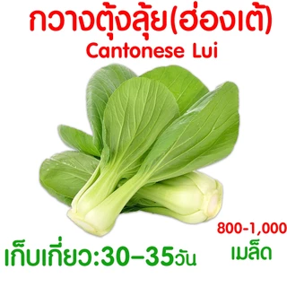 *โค้ดส่งฟรี* เมล็ดผักสวนครัว เมล็ดพันธุ์ เมล็ดพันธุ์ผัก งอกดี ปลูกผัก ปลูกไว้ทานเอง เมล็ดผักรวม ผักชี Clearance