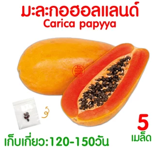*โค้ดส่งฟรี* เมล็ดผักสวนครัว เมล็ดพันธุ์ เมล็ดพันธุ์ผัก งอกดี ปลูกผัก ปลูกไว้ทานเอง เมล็ดผักรวม ผักชี Clearance