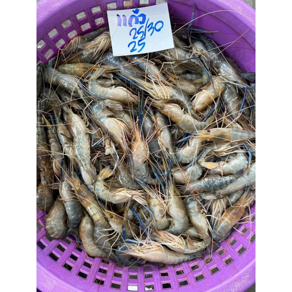 กุ้งหัวแก้วคัดไข่ล้วน