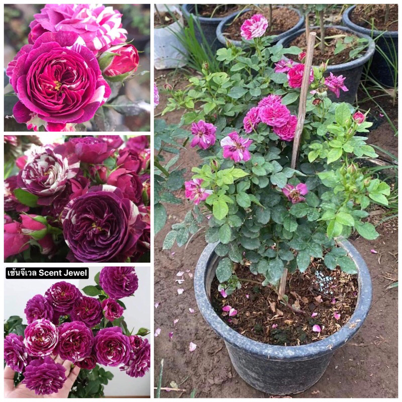 กุหลาบ-เซ้น​จีเวล Scent Jewel (กระถาง 12 นิ้ว) พุ่มเตี้ย สีม่วงลายขาว หอมมาก