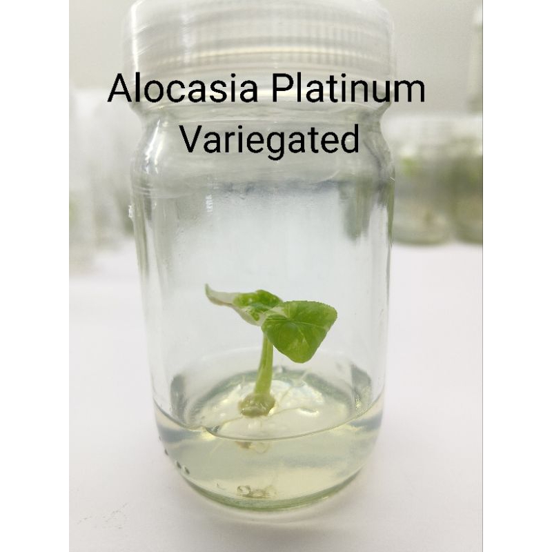 Alocasia Platinum variegated  เนื้อเยื่อคลีน