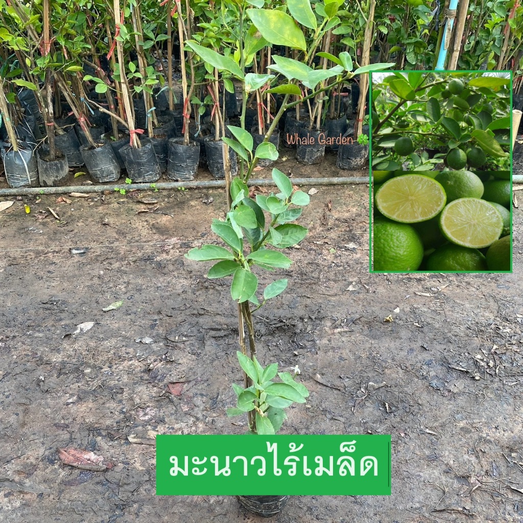 ต้นมะนาว มะนาวไร้เมล็ด พันธุ์มะนาวทูลเกล้า กิ่งตอน พร้อมติดลูก น้ำเยอะ ออกผลตลอดทั้งปี (รับประกันสินค้า)