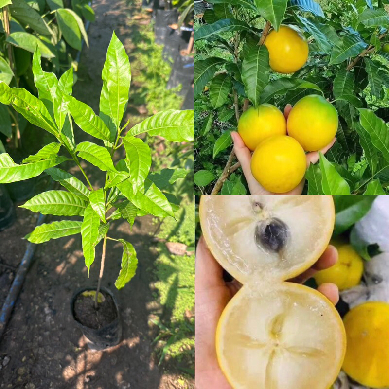 ต้นอะบิว พันธุ์ใต้หวัน ผลไม้ทองคำ หวานอร่อยมาก